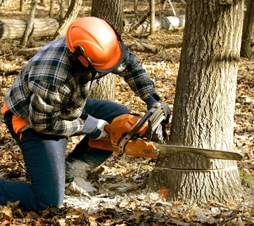 Tree Removal in Upper Jay, NY